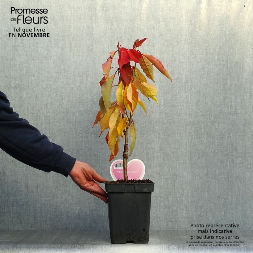 Ejemplar de Cerezo japonés Amanogawa - Prunus serrulata Maceta 4L/5L entregado en otoño