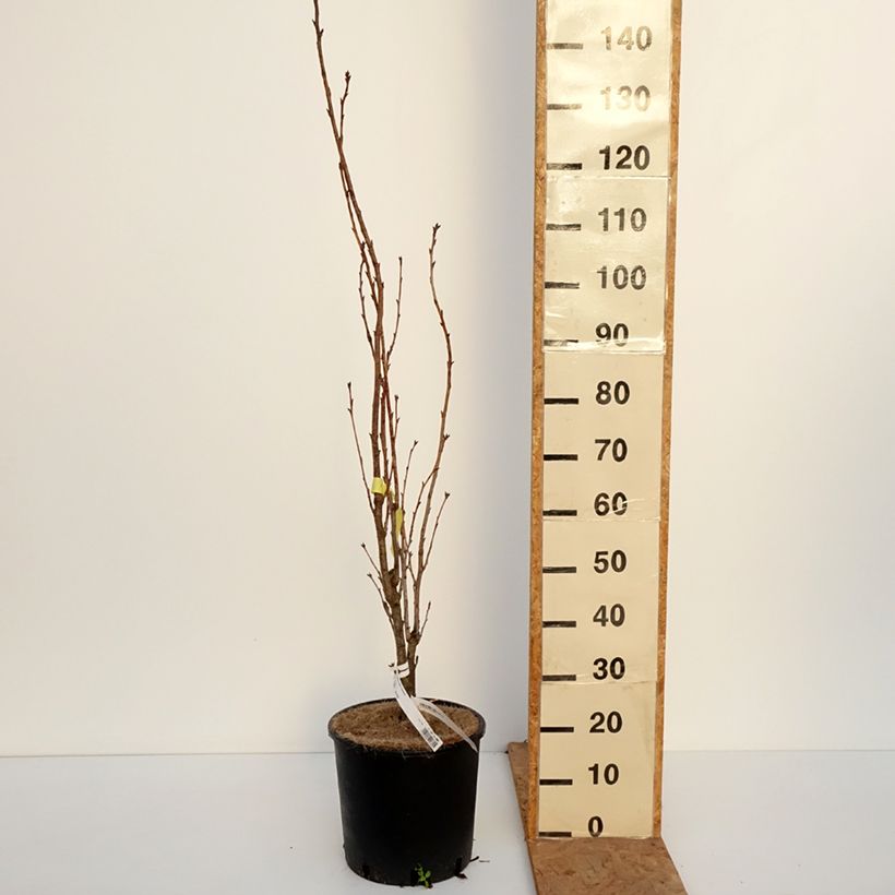 Ejemplar de Cerezo japonés Amanogawa - Prunus serrulata Maceta 7,5L/10L entregado en otoño