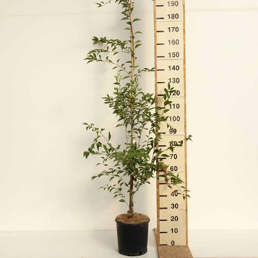 Ejemplar de Cerezo de flor The Bride Maceta 12L/15L, Tallo entregado en verano