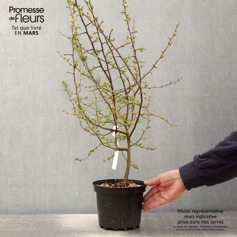 Pseudocydonia sinensis - Membrillero de China Maceta 3L/4L Ejemplar entregado en la primavera