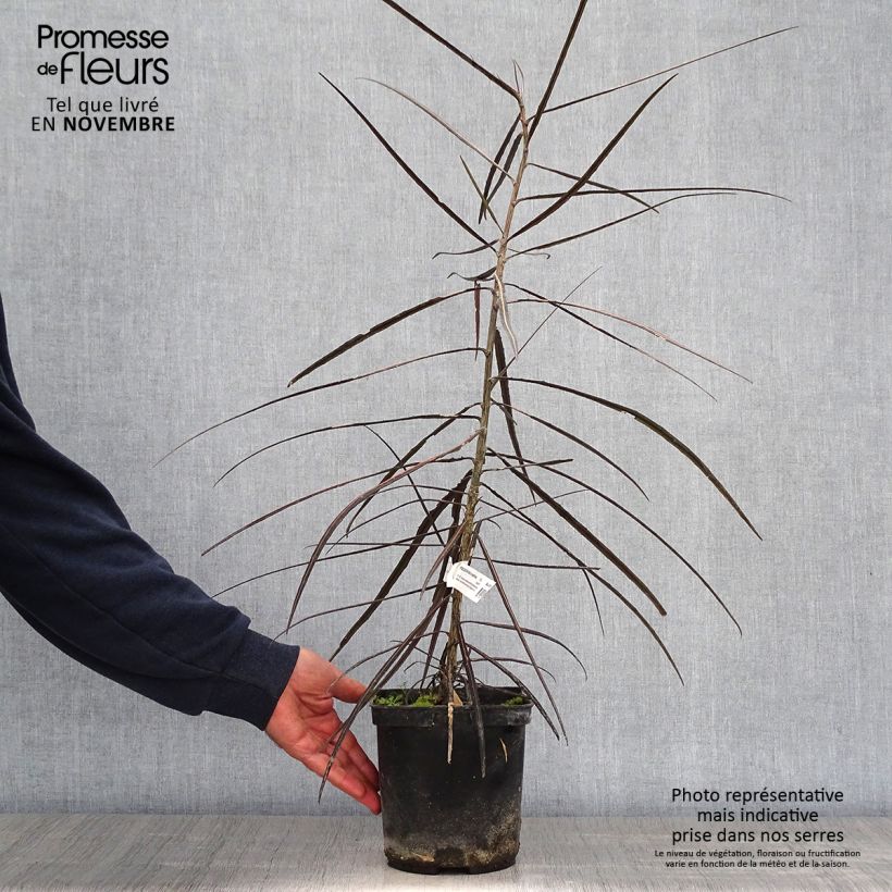 Ejemplar de Pseudopanax crassifolium Maceta 2L/3L entregado en otoño