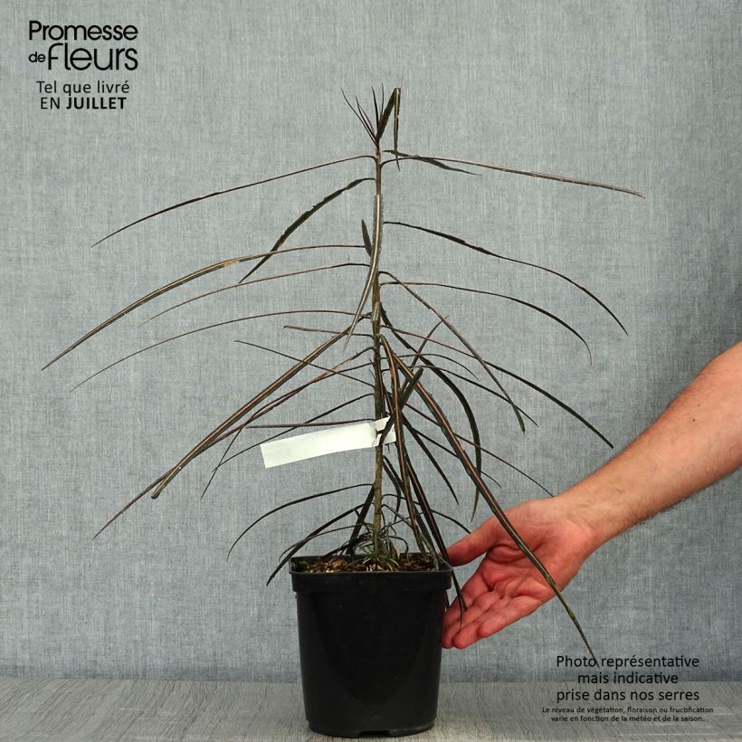 Ejemplar de Pseudopanax crassifolium Maceta 2L/3L entregado en verano