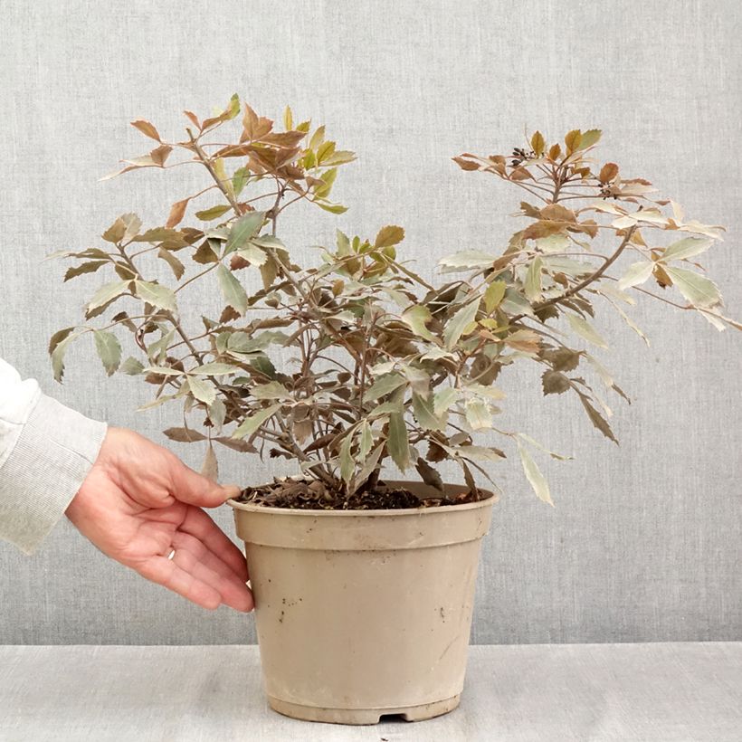 Ejemplar de Pseudopanax Rangatira Maceta 4L/5L entregado en otoño