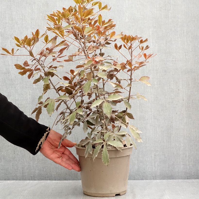 Ejemplar de Pseudopanax Rangatira Maceta 4L/5L entregado en verano