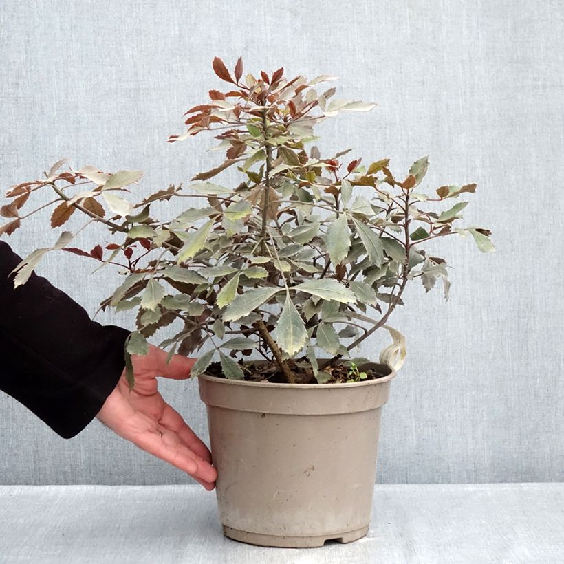 Pseudopanax Rangatira Maceta 4L/5L Ejemplar entregado en invierno