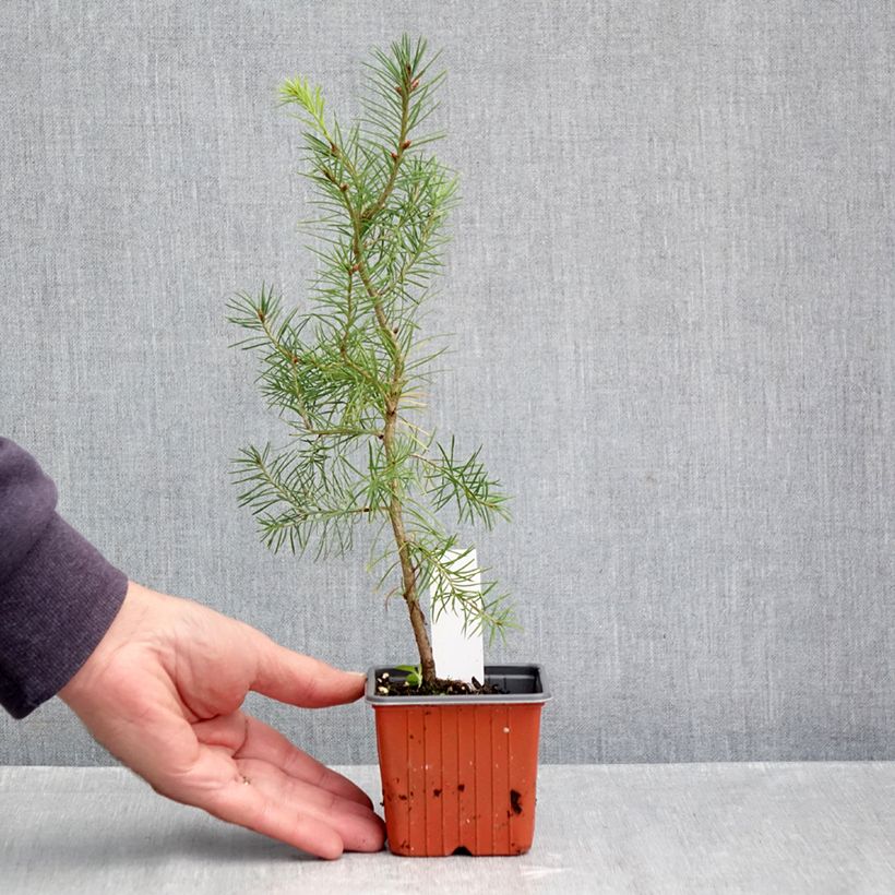 Ejemplar de Pseudotsuga menziesii - Pino de Oregón Maceta de 8/9 cm entregado en otoño