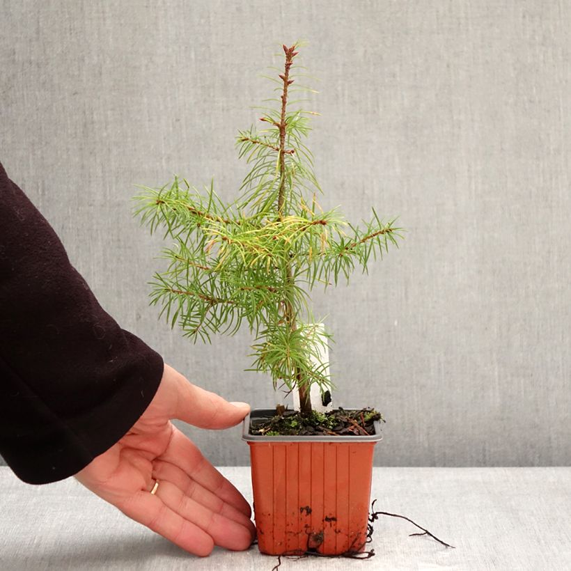 Pseudotsuga menziesii - Pino de Oregón Maceta de 8/9 cm Ejemplar entregado en invierno