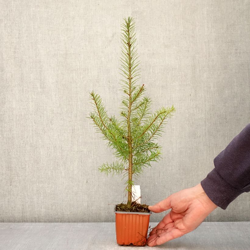 Pseudotsuga menziesii - Pino de Oregón Maceta de 8/9 cm Ejemplar entregado en la primavera