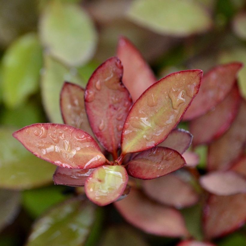 Pseudowintera colorata (Follaje)