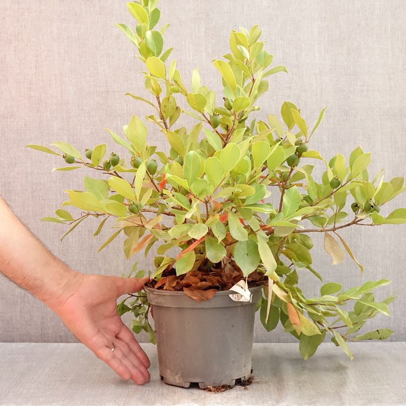 Ejemplar de Guayabo - Psidium cattleianum Maceta 2L/3L entregado en verano