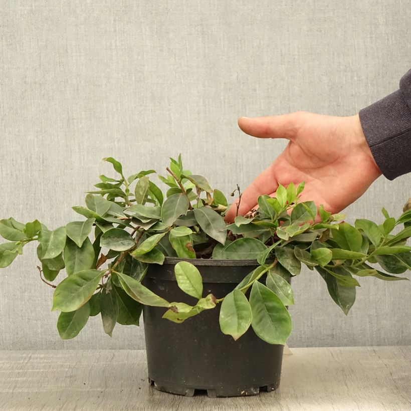 Guayabo - Psidium cattleianum Maceta 2L/3L Ejemplar entregado en la primavera