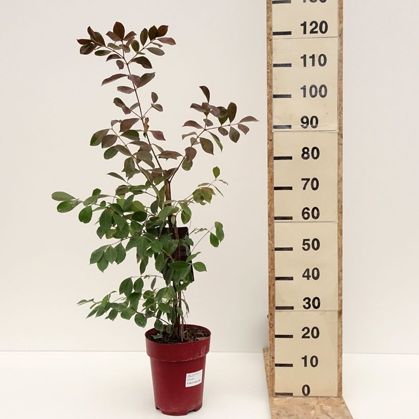 Guayabo - Psidium cattleianum Maceta 6L/7L Ejemplar entregado en invierno