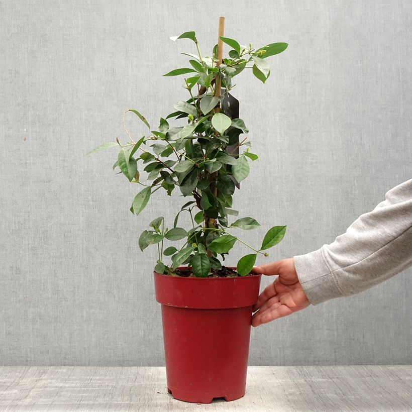 Guayabo - Psidium cattleianum Maceta 6L/7L Ejemplar entregado en la primavera