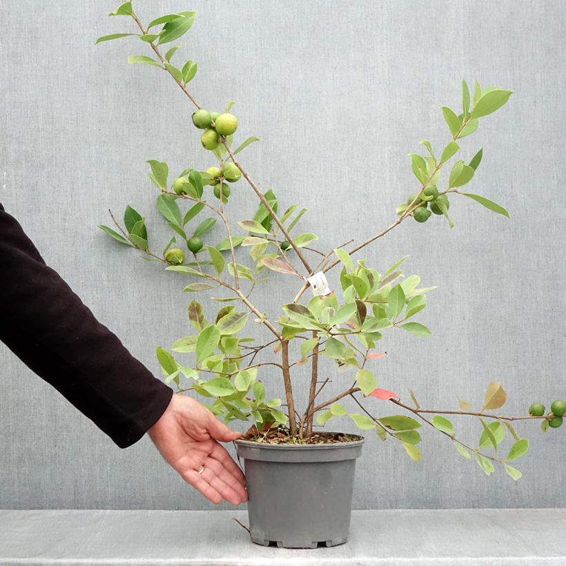 Ejemplar de Psidium cattleyanum f. lucidum  - Strawberry guava, Cattley guava, Cherry guava Maceta 3L/4L entregado en otoño