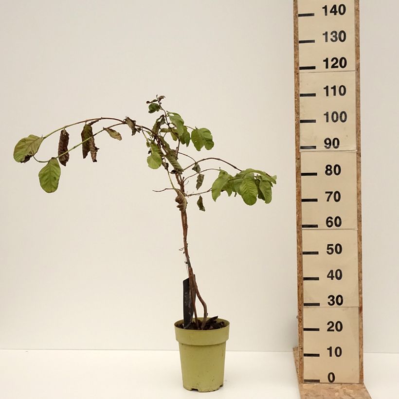 Guayabo Limon - Psidium guajava Maceta 6L/7L Ejemplar entregado en invierno