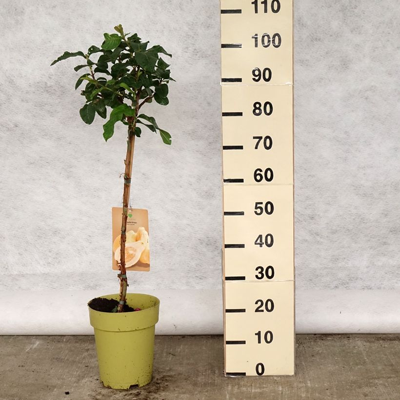 Guayabo Limon - Psidium guajava Maceta 6L/7L Ejemplar entregado en la primavera