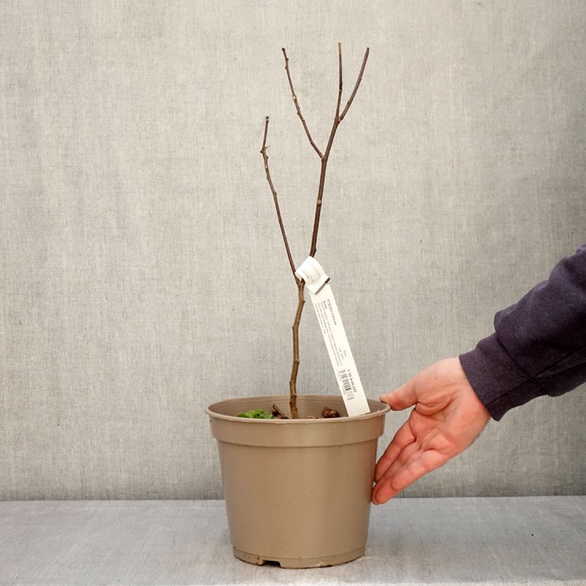 Ptelea trifoliata Aurea - Palo zorrillo Maceta 3L/4L Ejemplar entregado en la primavera
