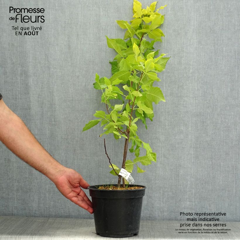 Ejemplar de Ptelea trifoliata Aurea - Palo zorrillo Maceta 3L/4L entregado en verano