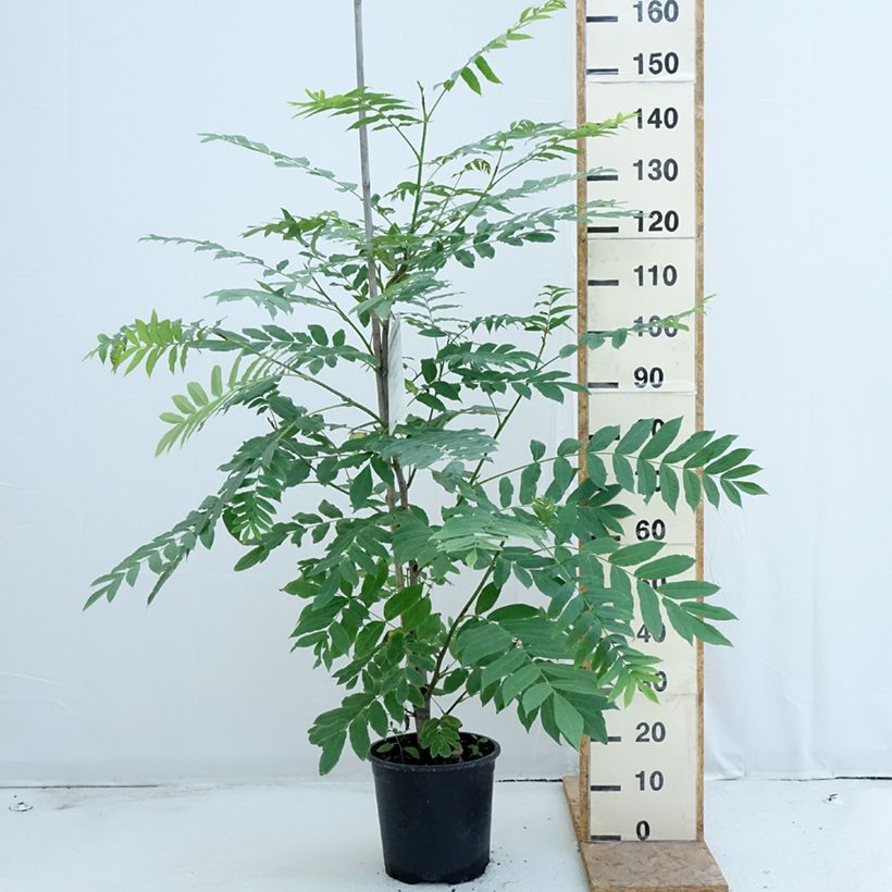Ejemplar de Pterocarya fraxinifolia - Nogal del Cáucaso Maceta 6L/7L entregado en verano