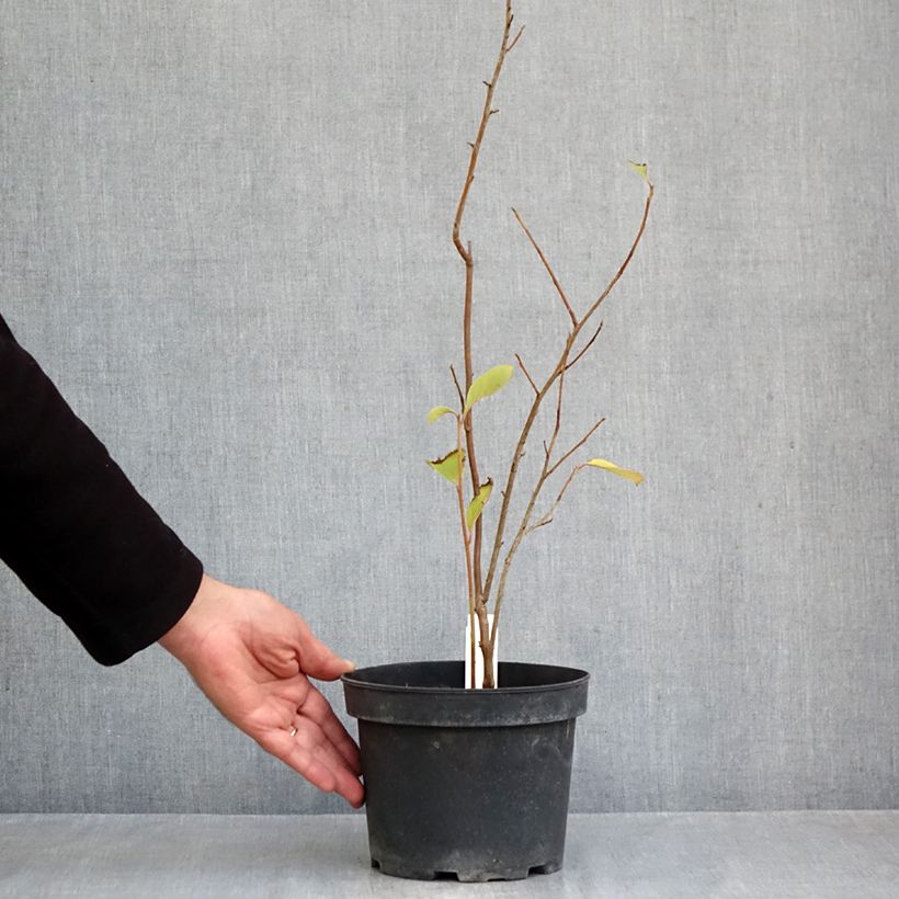 Ejemplar de Pterostyrax corymbosa Maceta 3L/4L entregado en otoño