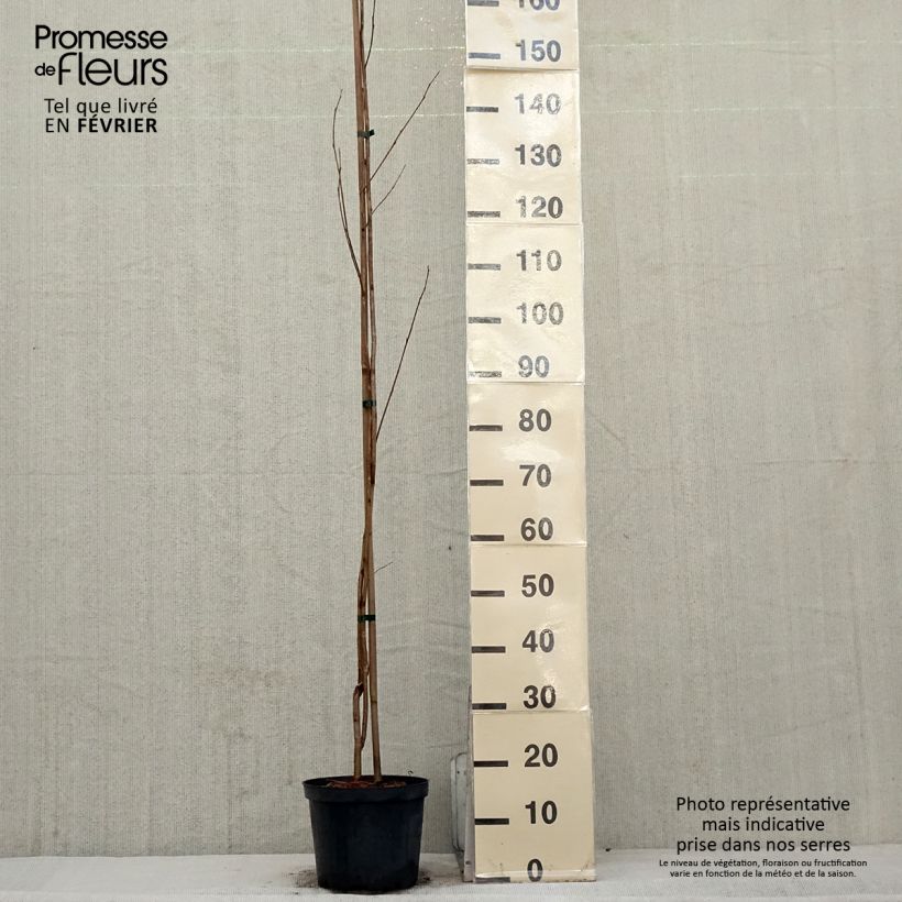 Pterostyrax corymbosa Maceta 3L/4L Ejemplar entregado en invierno