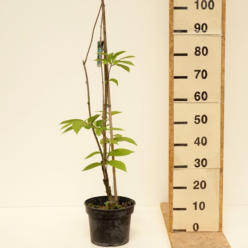 Pterostyrax hispida - Árbol de la charretera Maceta 4L/5L Ejemplar entregado en la primavera