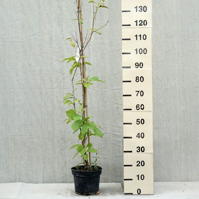 Ejemplar de Pterostyrax hispida - Árbol de la charretera Maceta 4L/5L entregado en verano