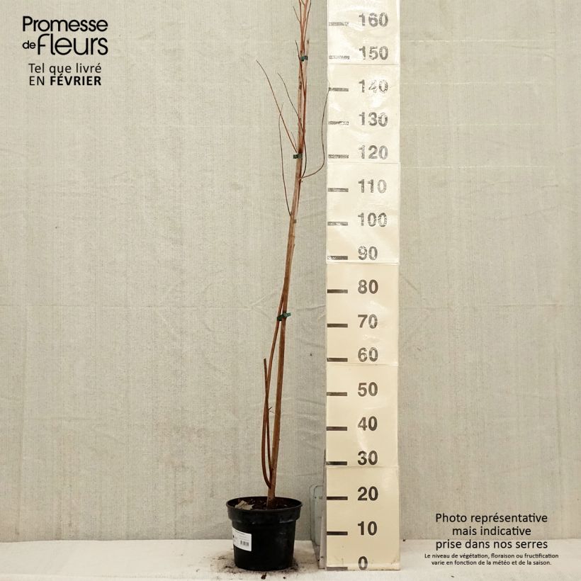 Pterostyrax hispida - Árbol de la charretera Maceta 4L/5L Ejemplar entregado en invierno