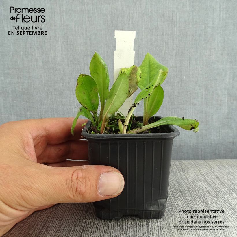 Ejemplar de Pulmonaria Blue Ensign Maceta de 8/9 cm entregado en verano