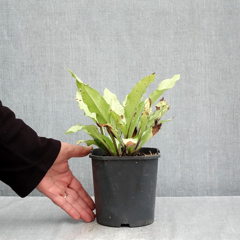 Ejemplar de Pulmonaria Diane Clare Maceta 2L/3L entregado en otoño