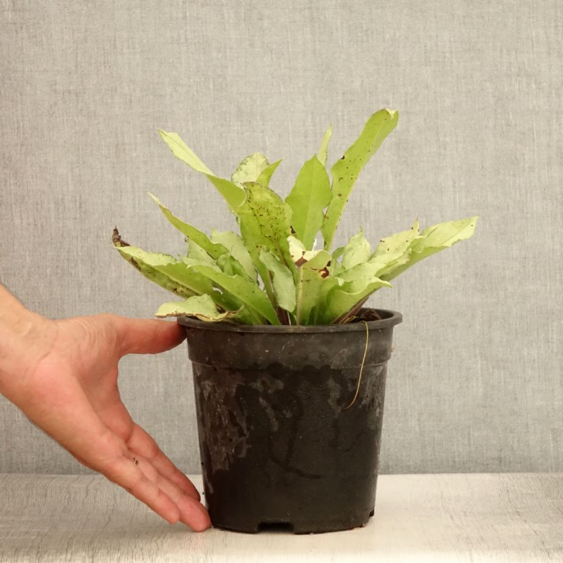 Ejemplar de Pulmonaria Diane Clare Maceta 2L/3L entregado en verano