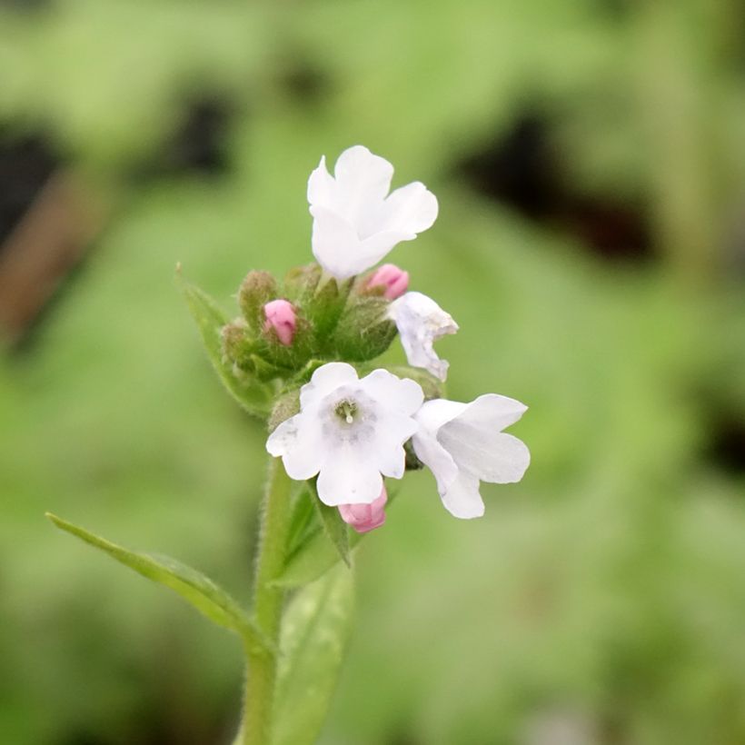 Pulmonaria Opal (Floración)