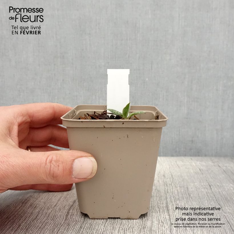 Pulmonaria Twinkle Toes Maceta de 8/9 cm Ejemplar entregado en invierno