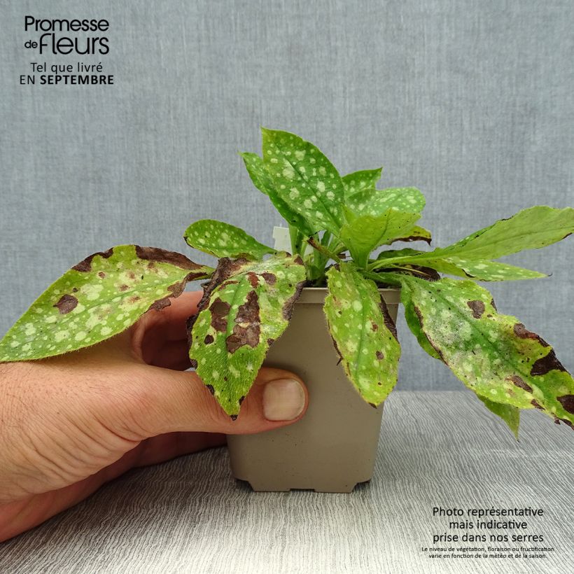 Ejemplar de Pulmonaria Ice Ballet Maceta de 8/9 cm entregado en verano