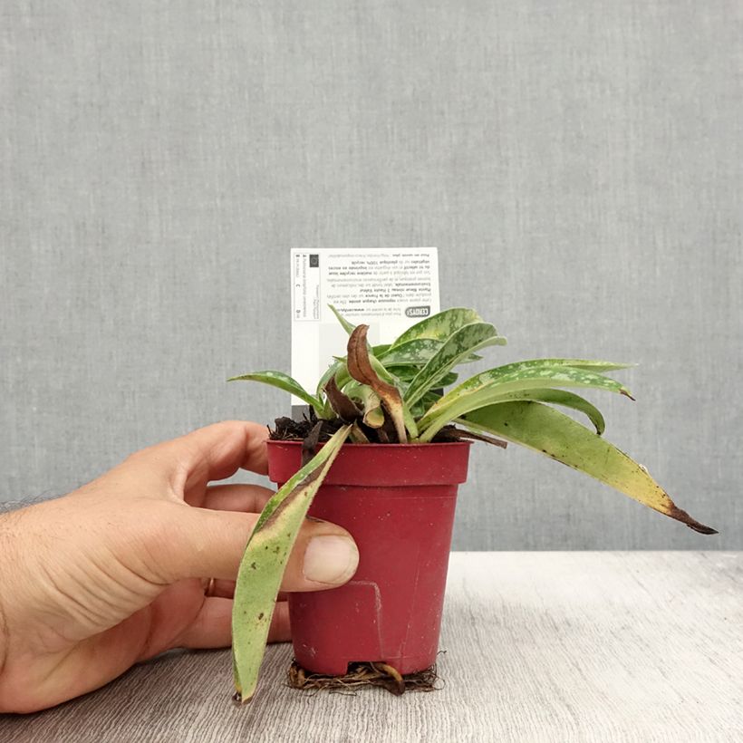 Ejemplar de Pulmonaria longifolia subsp. cevennensis Maceta de 8/9 cm entregado en otoño
