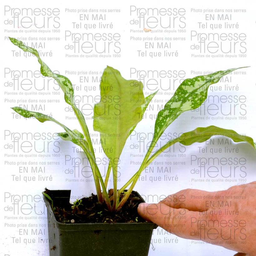 Ejemplo de ejemplar de Pulmonaria Margery Fish Maceta de 8/9 cm tal y como se entrega