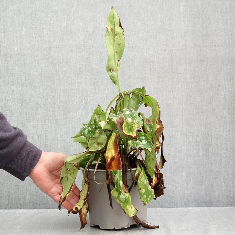 Ejemplar de Pulmonaria Shrimps on the Barbie Maceta 3L/4L entregado en otoño