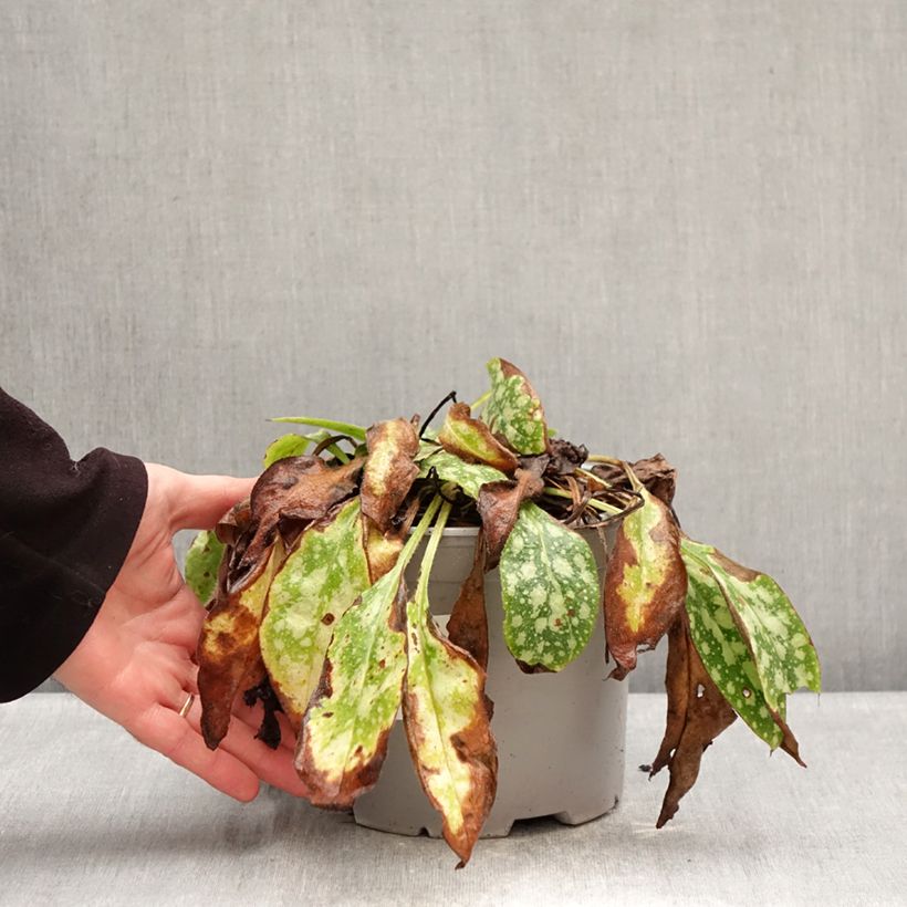 Pulmonaria Shrimps on the Barbie Maceta 3L/4L Ejemplar entregado en invierno