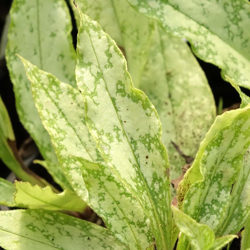 Pulmonaria saccharata Silver Bouquet (Follaje)
