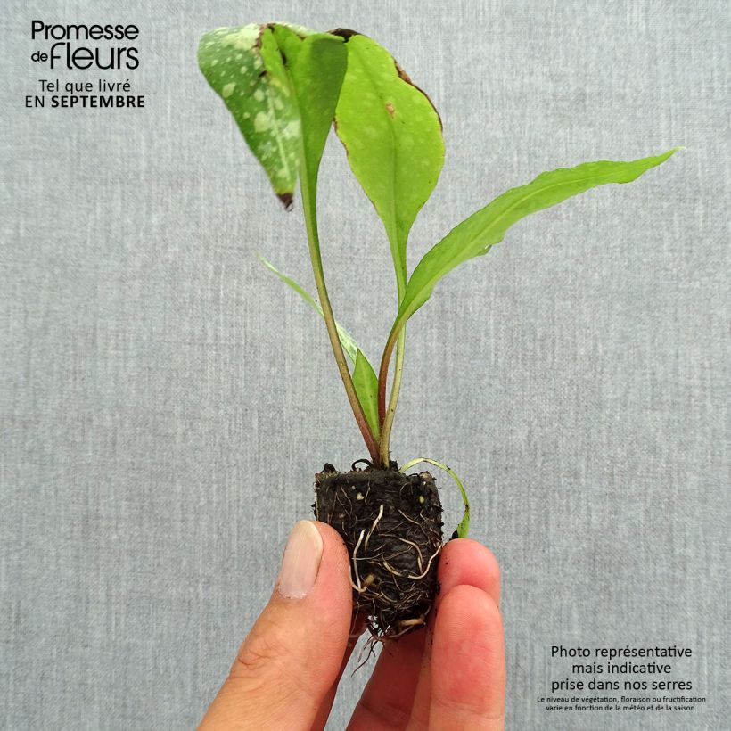 Ejemplar de Pulmonaria saccharata Silver Bouquet minicepellón: Ø 3/4 cm entregado en otoño