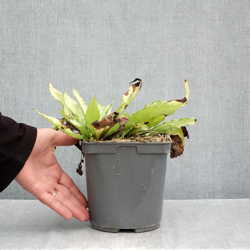 Ejemplar de Pulmonaria saccharata Silver Bouquet Maceta 2L/3L entregado en otoño