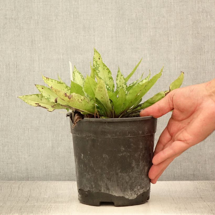 Ejemplar de Pulmonaria saccharata Silver Bouquet Maceta 2L/3L entregado en verano
