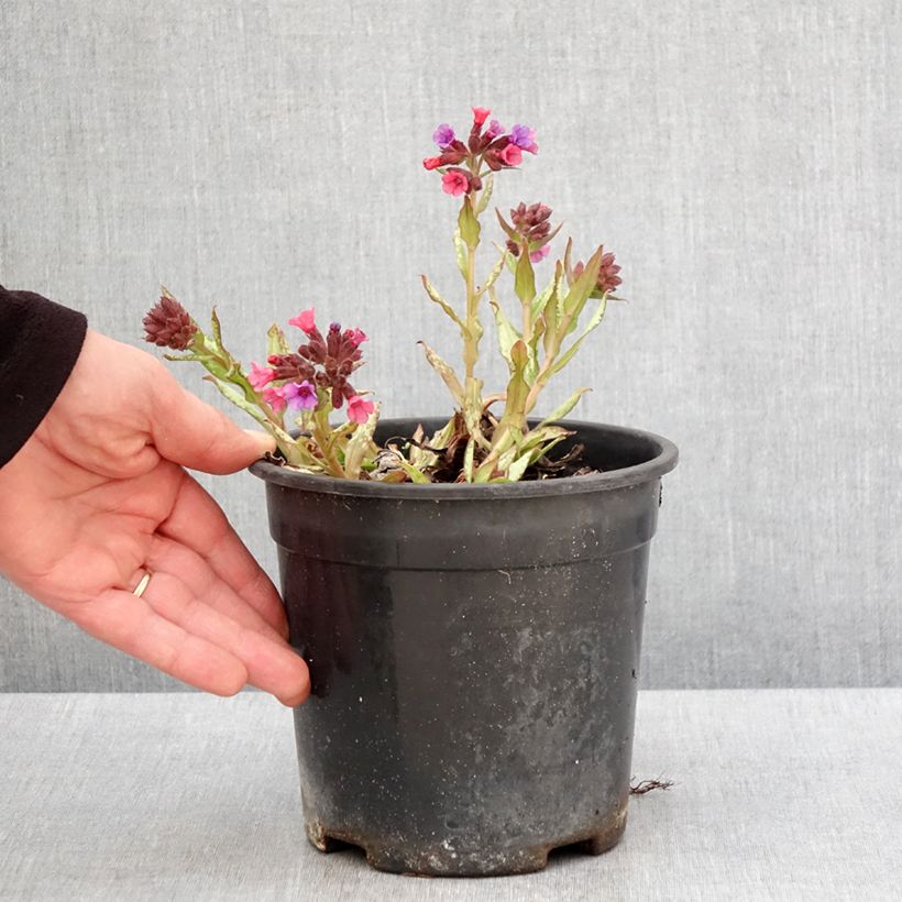 Pulmonaria saccharata Silver Bouquet Maceta 2L/3L Ejemplar entregado en la primavera