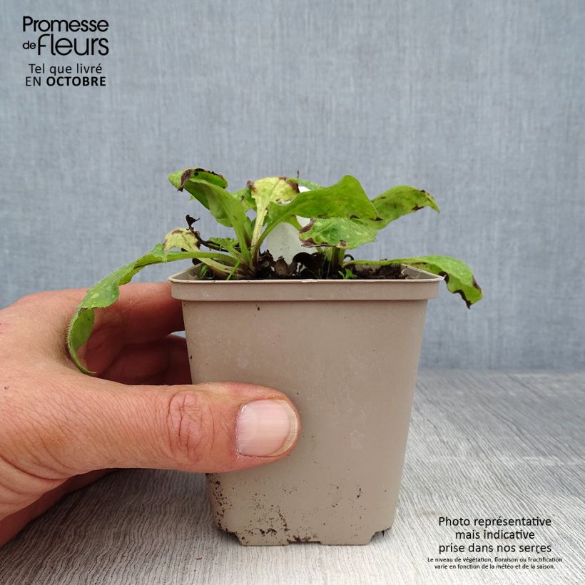 Ejemplar de Pulmonaria officinalis Maceta de 8/9 cm entregado en otoño