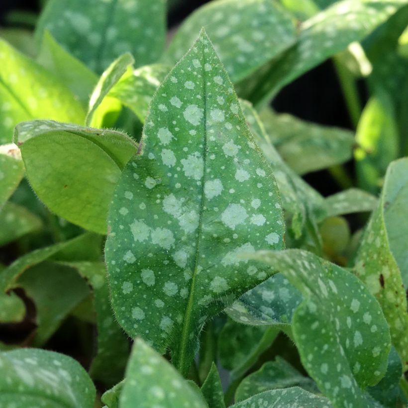 Pulmonaria saccharata Dora Bielefeld (Follaje)