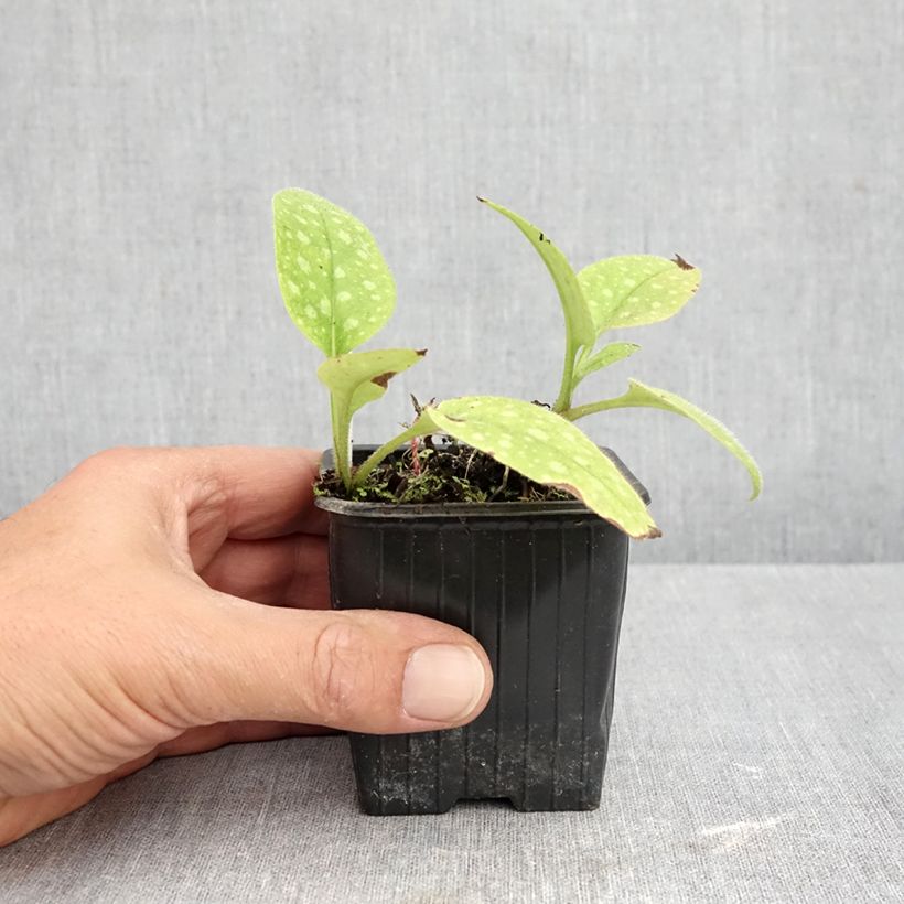 Ejemplar de Pulmonaria saccharata Dora Bielefeld Maceta de 8/9 cm entregado en otoño