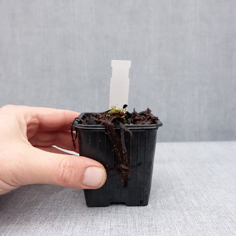 Pulmonaria saccharata Dora Bielefeld Maceta de 8/9 cm Ejemplar entregado en invierno