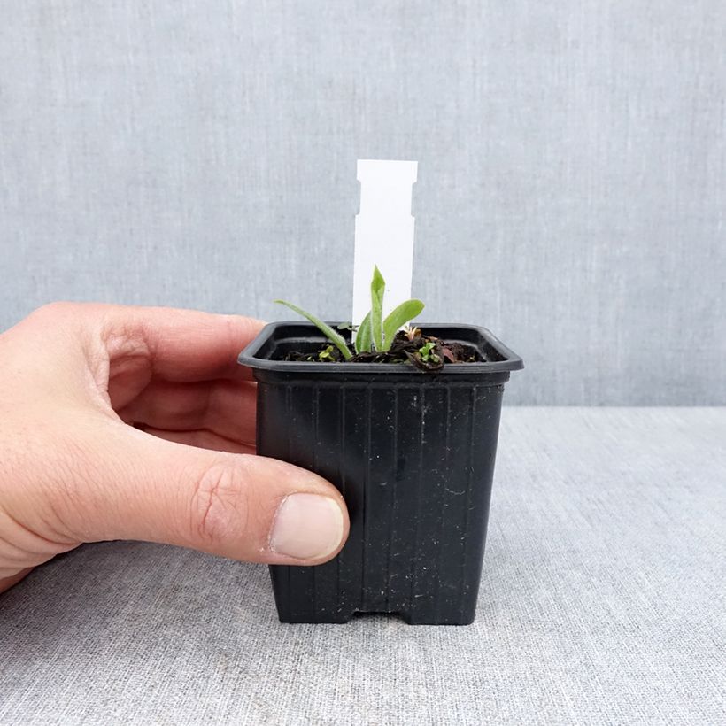 Pulmonaria saccharata Dora Bielefeld Maceta de 8/9 cm Ejemplar entregado en la primavera