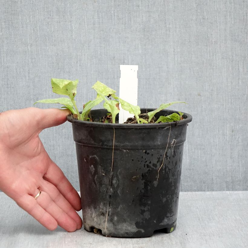 Ejemplar de Pulmonaria saccharata Mrs Moon Maceta 2L/3L entregado en otoño