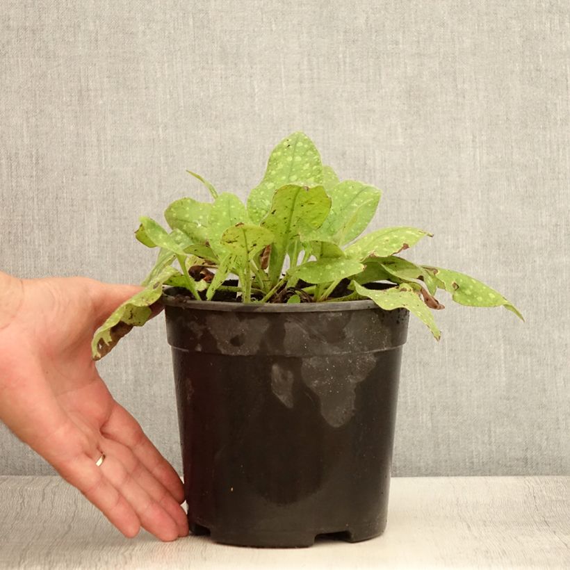 Ejemplar de Pulmonaria saccharata Mrs Moon Maceta 2L/3L entregado en verano